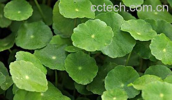 马蹄草的功效与作用 马蹄草的副作用-1