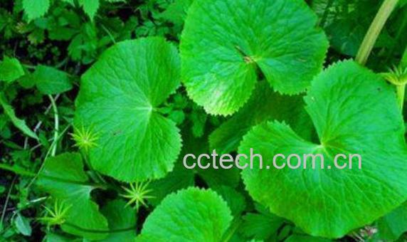 马蹄草的功效与作用 马蹄草的副作用-0