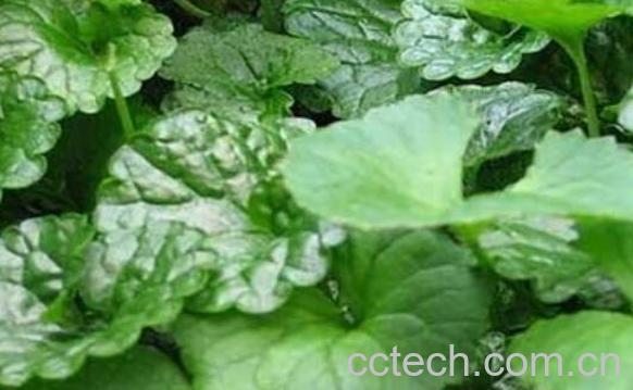 马蹄草怎么吃 马蹄草的常见吃法-1