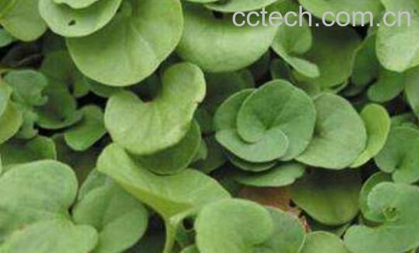 马蹄草怎么吃 马蹄草的常见吃法-0