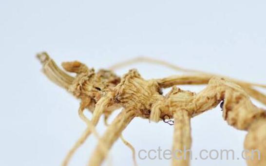 林下参怎么吃 林下参适合什么人吃-0