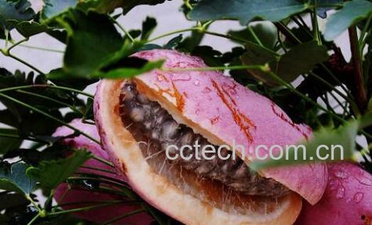 八月瓜根的功效与作用-1