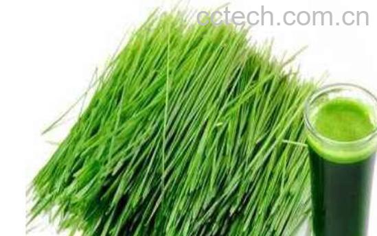 大麦草的功效与作用-1