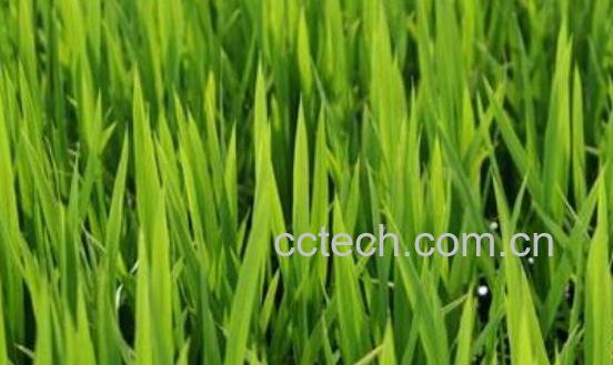 大麦草的功效与作用-0