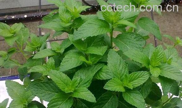 薄荷草泡水喝有什么功效 薄荷草泡水能天天喝吗-0