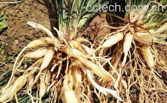 麦冬根茎的功效与作用-0