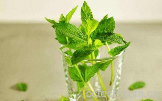 薄荷草泡水喝有什么功效 薄荷草泡水能天天喝吗-1