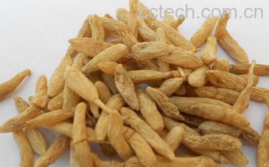 麦冬根茎的功效与作用-1