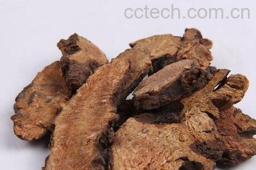 地榆的功效与作用 地榆的副作用与禁忌-0