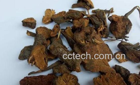 地榆的功效与作用 地榆的副作用与禁忌-1