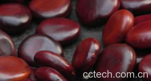 眼镜豆的功效与作用及药用价值-1