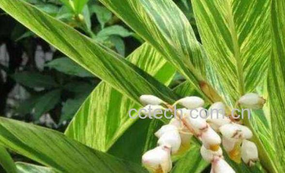 艳山姜的功效和作用 艳山姜的果实怎么食用-1