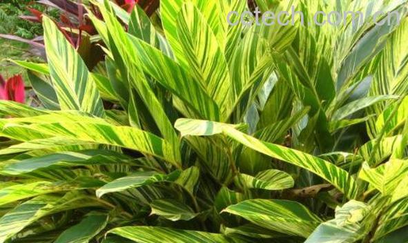 艳山姜的功效和作用 艳山姜的果实怎么食用-0