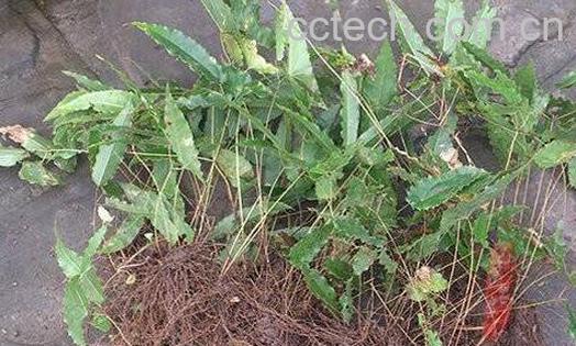 东风桔的功效与作用及药用价值-1