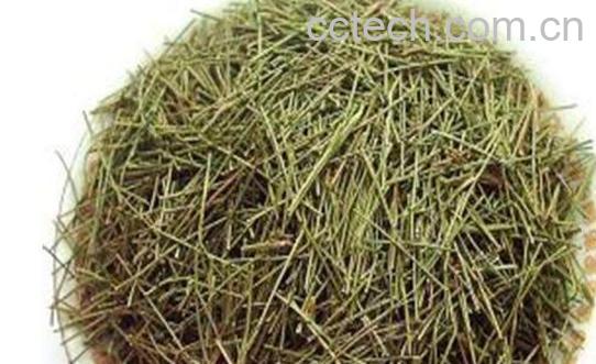 松针的功效与作用 松针长期服用的危害-0
