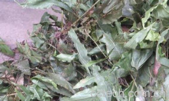 羊角叶的功效与作用-0