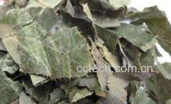 羊角叶的功效与作用-1