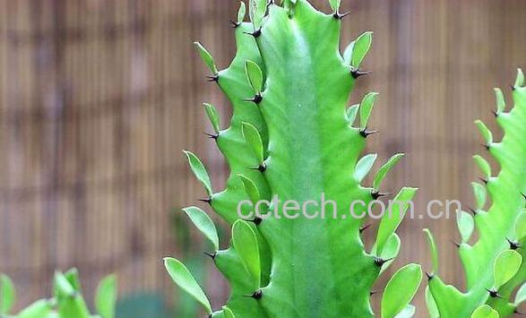 老骨花的功效与作用-0