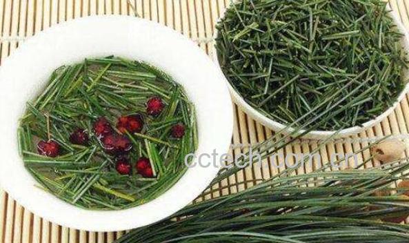 松针的功效与作用 松针长期服用的危害-1