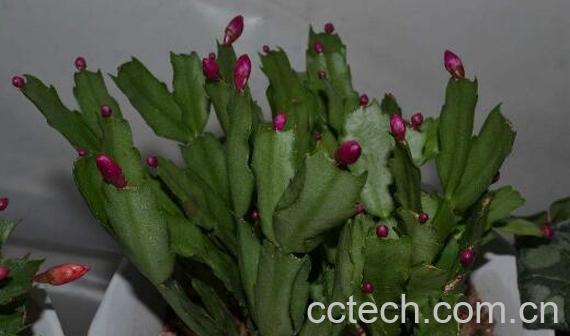 花龙骨的功效与作用及副作用-0