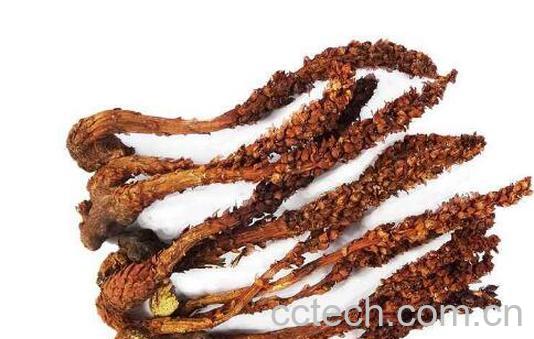 草苁蓉泡水喝的方法-1