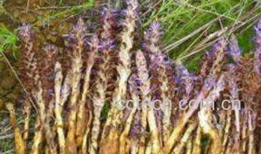 草苁蓉泡酒功效与作用-0