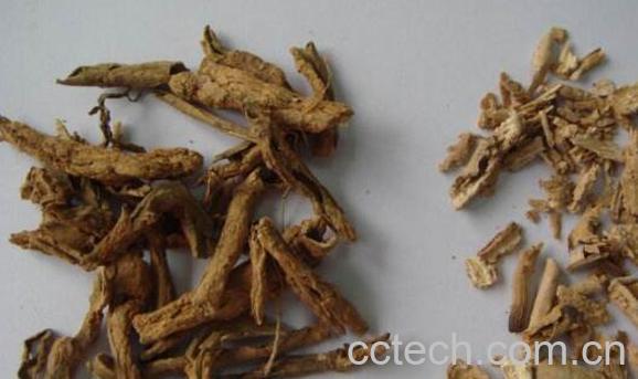 地骨皮的功效与作用及副作用-1