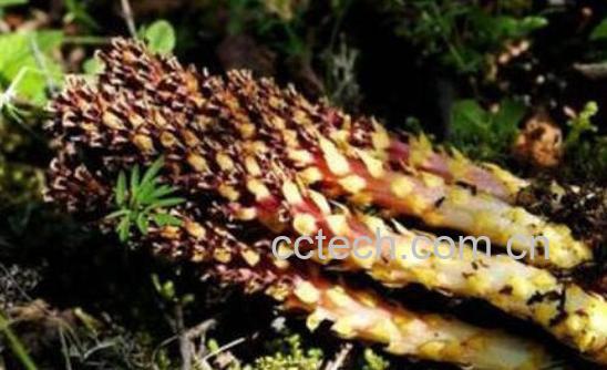 草苁蓉的功效与作用及禁忌-0