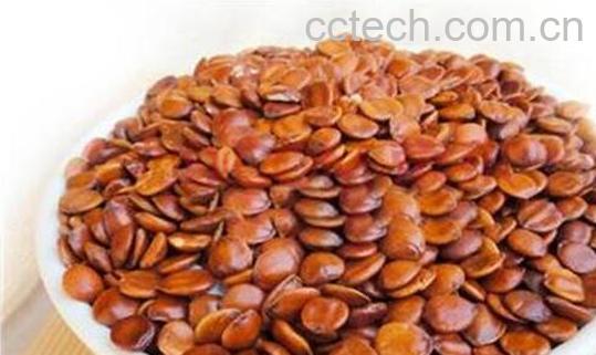 沙枣仁和酸枣仁的区别-0