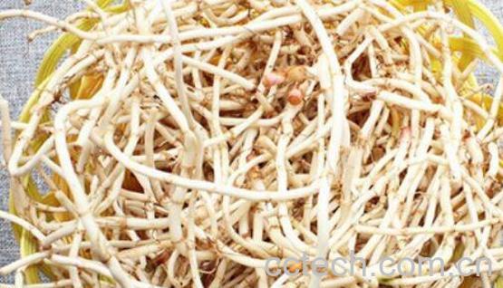 鱼腥草根的功效与作用及禁忌-0