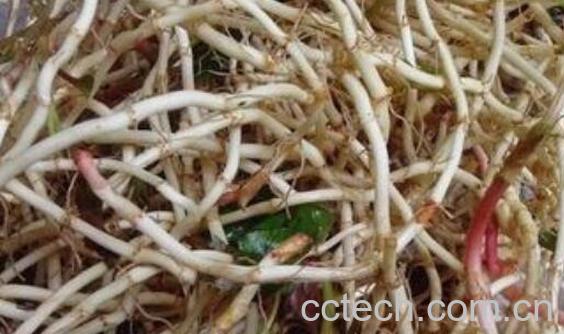 鱼腥草根的功效与作用及禁忌-1