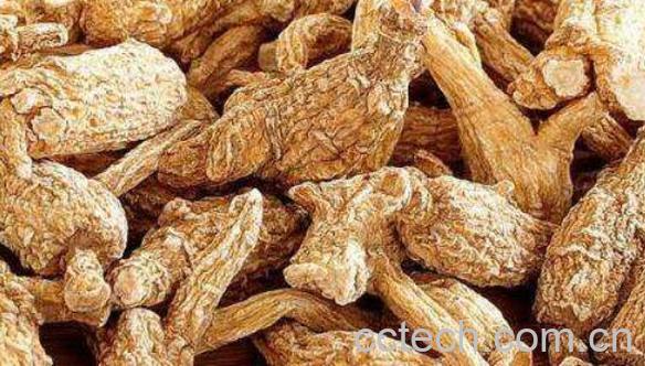 洋参和西洋参的区别 吃洋参的好处-1