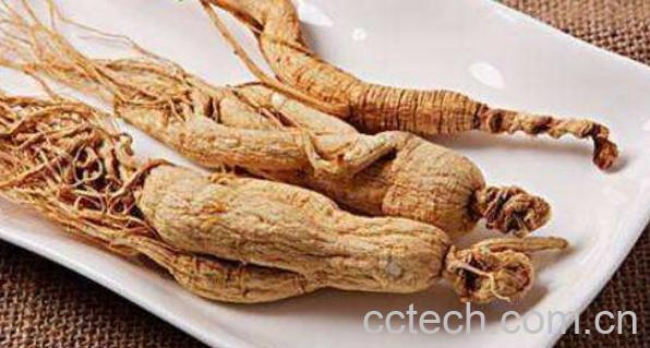 花旗参芦头的功效与作用-1