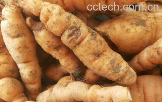 鲜地黄的功效与作用及禁忌-0