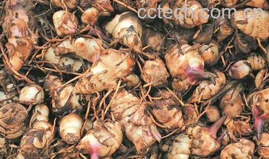 蕉芋的功效与作用及食用方法-0