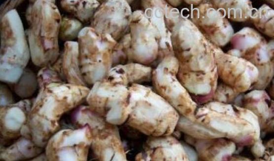 蕉芋的功效与作用及食用方法-1