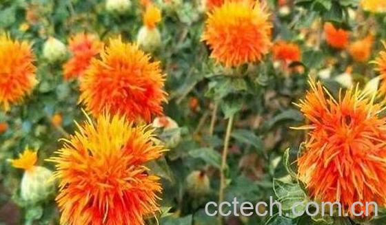 红花仁的功效与作用及食用方法-1