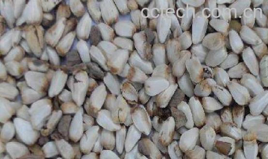 红花仁的功效与作用及食用方法-0