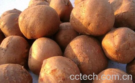 罗汉参的功效与作用及禁忌-0