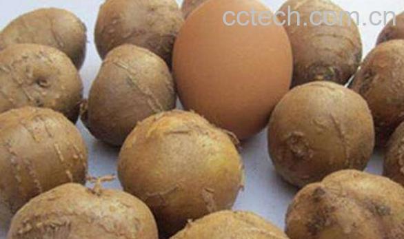 罗汉参的功效与作用及禁忌-1