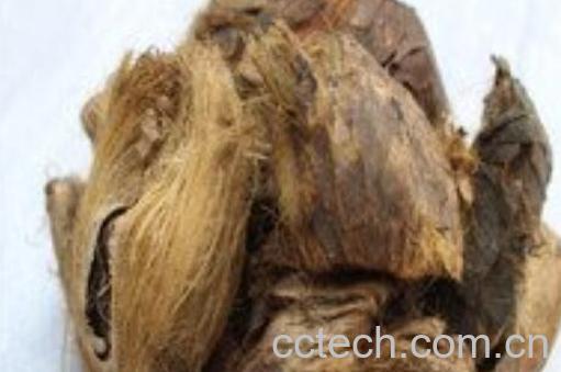 大腹子和大腹皮的区别-0