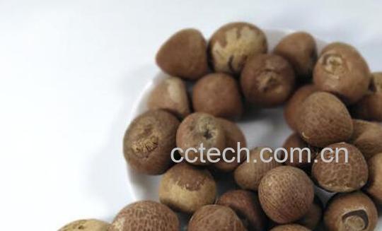 大腹子和大腹皮的区别-1