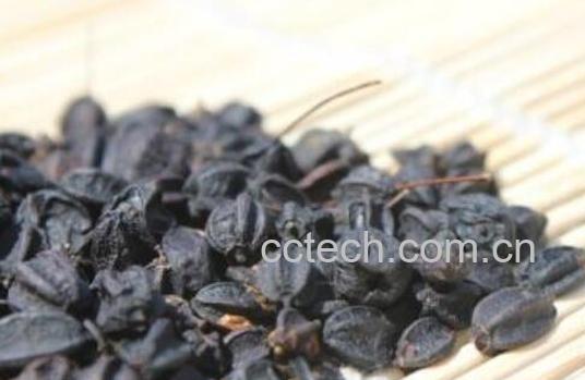 野生刺五加果的食用方法-1