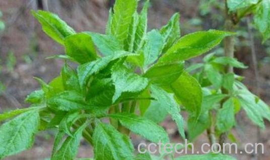 刺五加叶的功效和禁忌-1