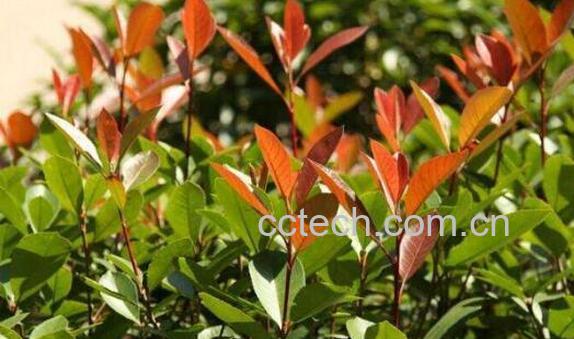 石楠的功效与作用及禁忌-1