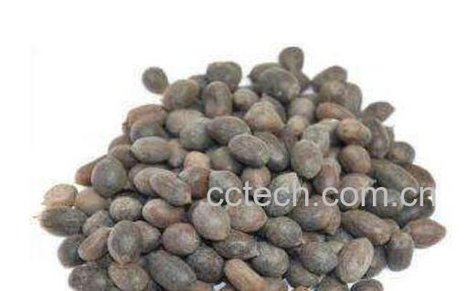 石莲子的功效与作用及禁忌-0