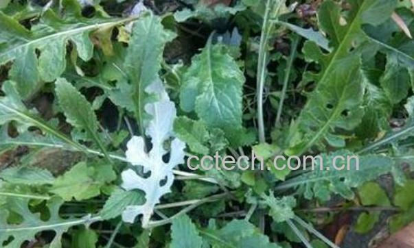 石灰草的功效与作用-0