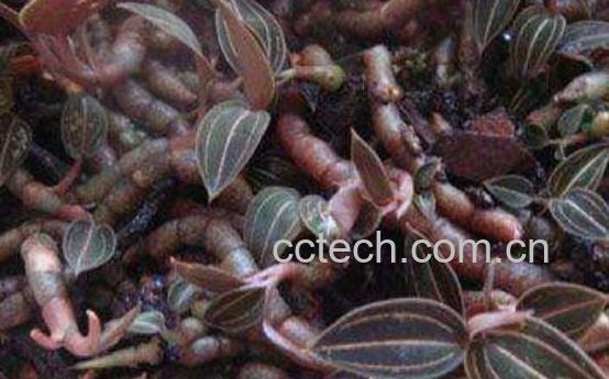 石上藕的功效与作用及食用方法-0