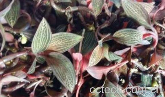 石上藕的功效与作用及食用方法-1