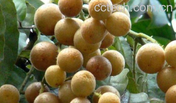 野黄皮的功效与作用 野黄皮的食用方法-0